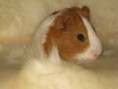 /album/fotogaleria/light-86429-senor-cobaya-jpg/