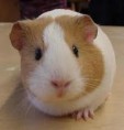 /album/fotogaleria/cobaya-jpg/